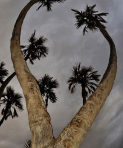 dekel dom טיול רגלי 4 שעות בפארק תמנע אילת