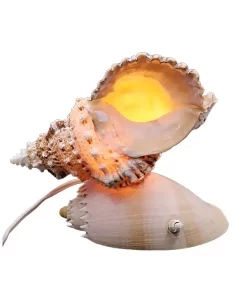 נורת לילה בסיס צדפת גב הצפרדע עם תאורה