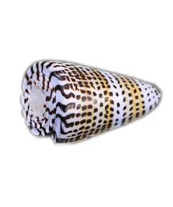 2 צדפים מנומרים מחופי האוקיינוס הלבנים