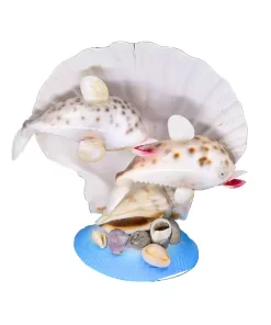 בובה 2 דולפינים מצדפים על רקע צדף מניפה שטוח