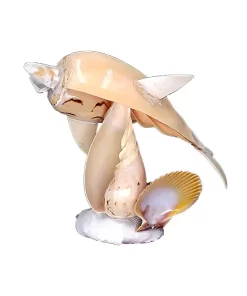 בובת דולפין מרחף מצדפים על מעמד צדף החילזון